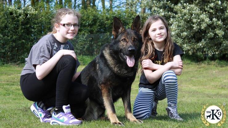 total k9 protection dog guarding family and kids