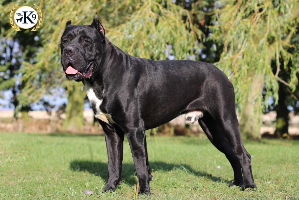 odin-cane-corso-guard-dog-uk-protection-dogs