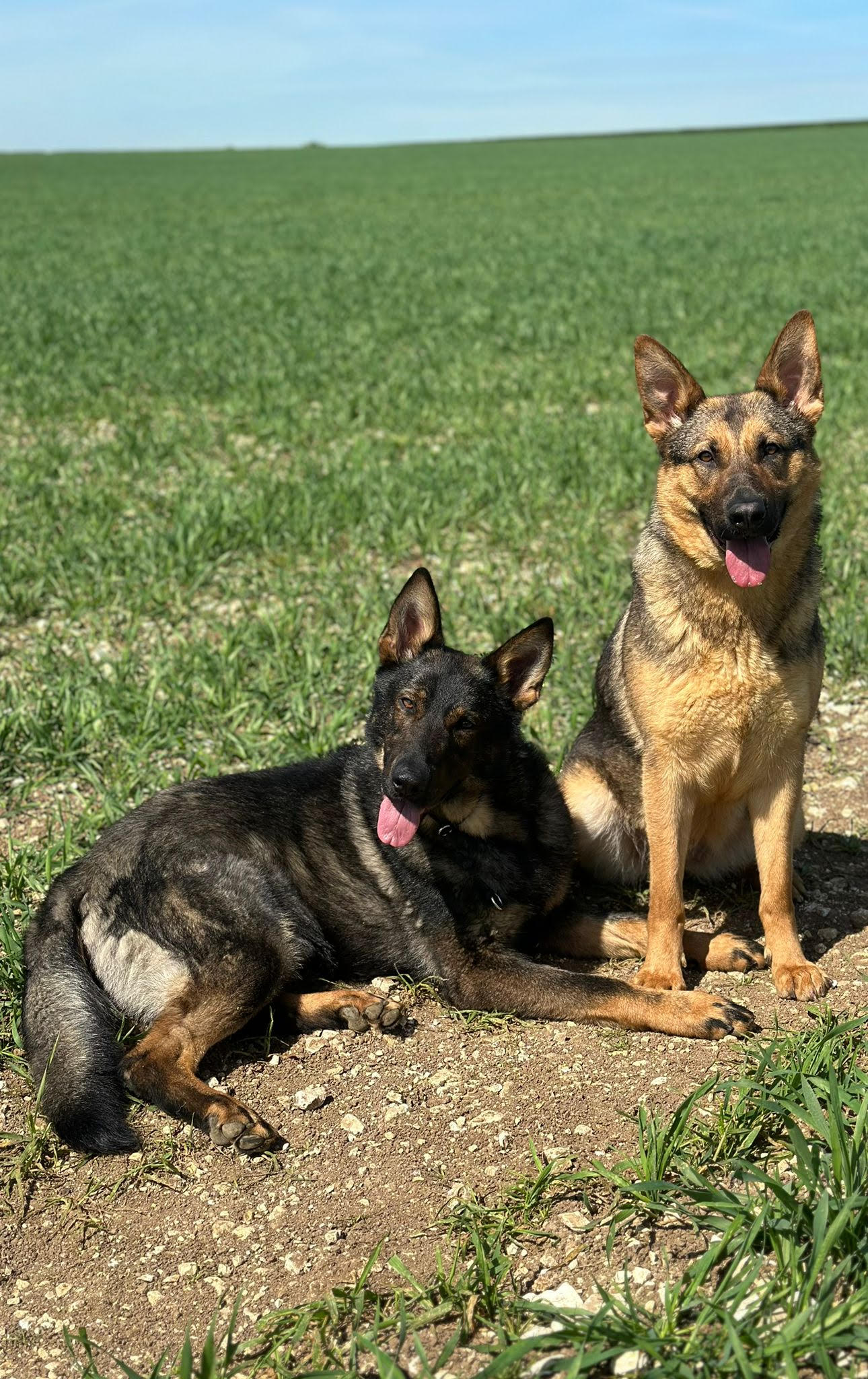 Protection Dogs Commands